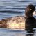 Lesser Scaup